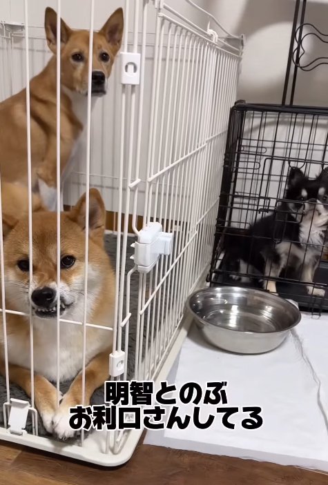 ケージの中の犬たち