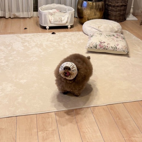 トイプードル