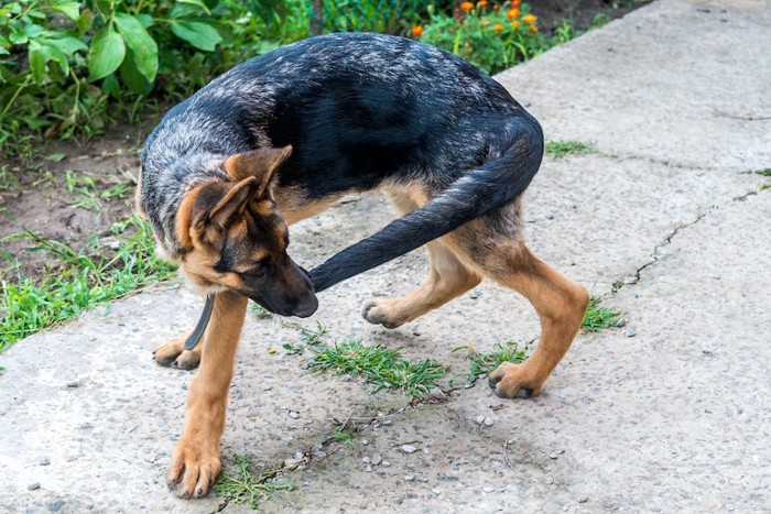 自分のしっぽを噛んでいる犬