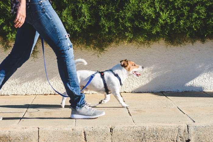 飼い主さんと散歩する犬