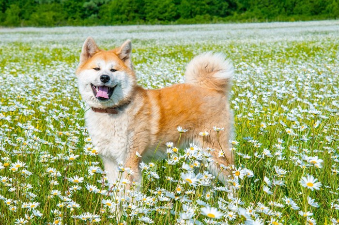 白い花に囲まれた秋田犬