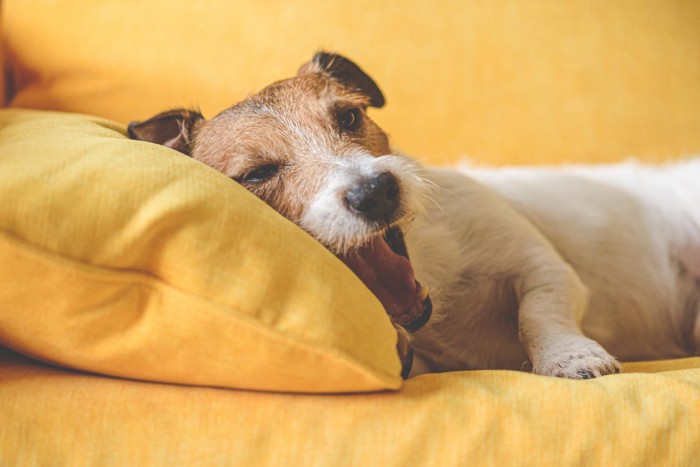 ソファーであくびをする犬