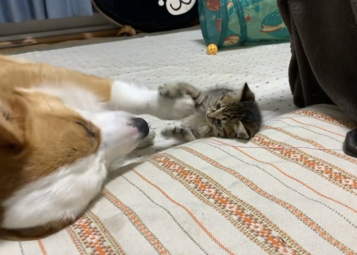 寝転がって向き合うコーギーと子猫