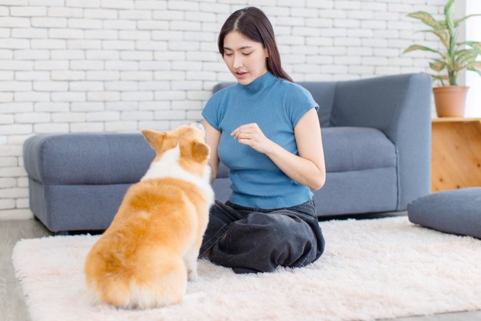 おやつを待つ犬