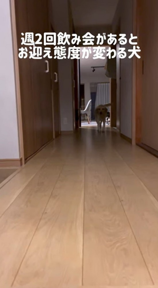 廊下の奥で歩く犬