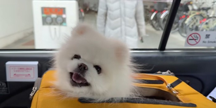飼い主と一緒にタクシーに乗り込んだ犬