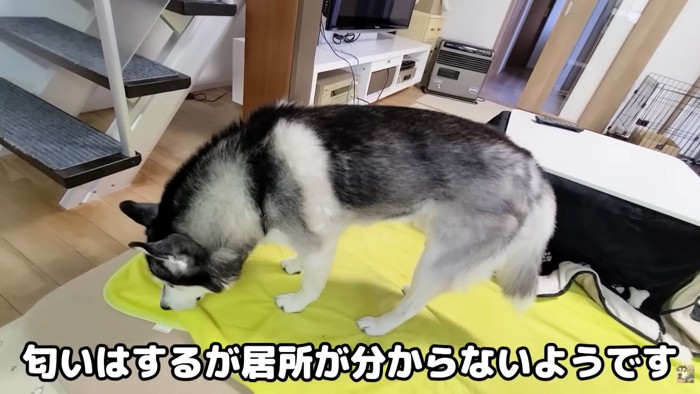 一生懸命匂いを嗅いで捜索
