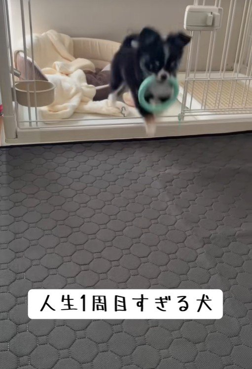 「よーし、遊ぶぞ~!」