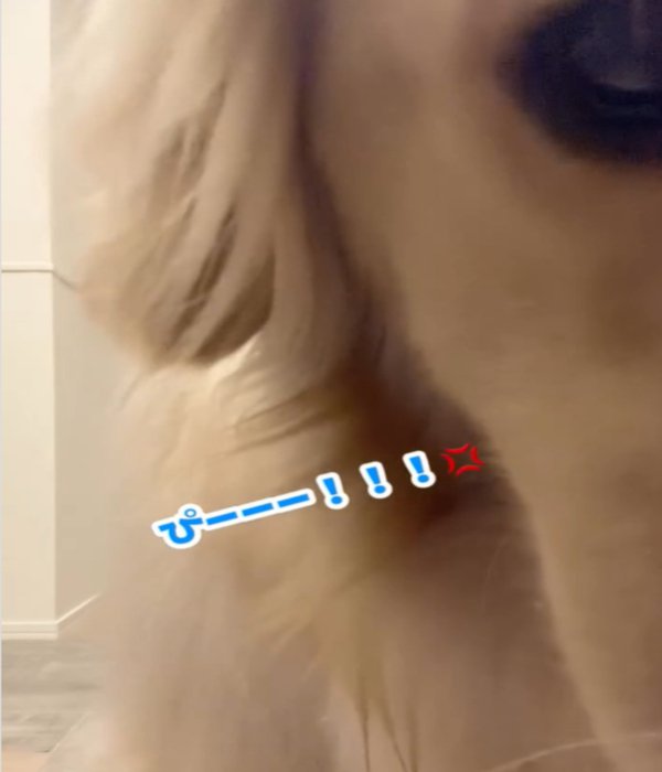 アップの犬