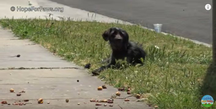 街路樹のそばで休む犬