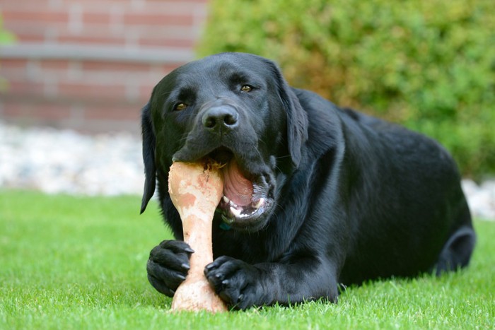 骨のお菓子をかじる犬