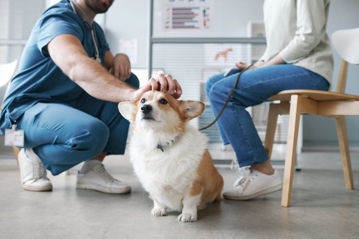 病院に訪れた犬