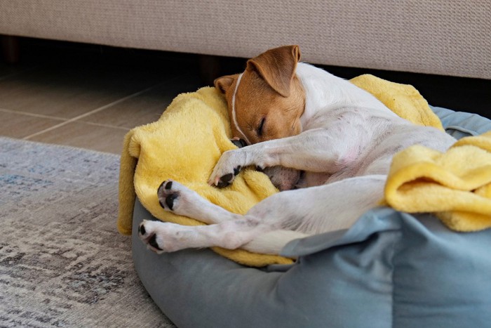 自分のベッドで寝る犬