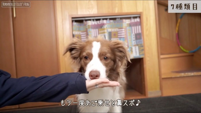 飼い主の手の上にあごを乗せる犬