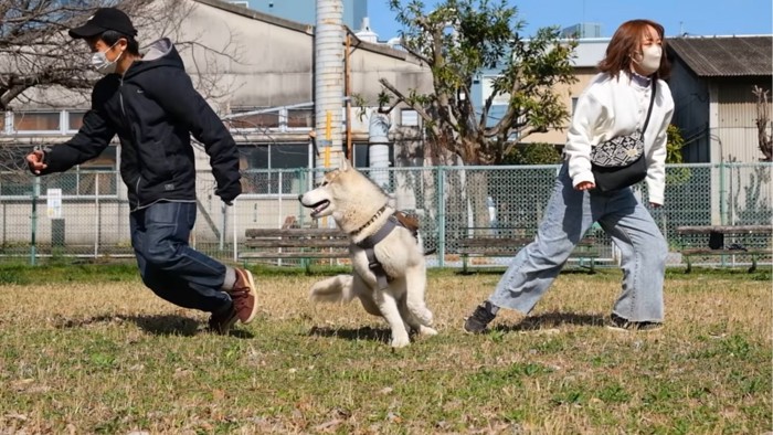 首をパパの方に向ける犬