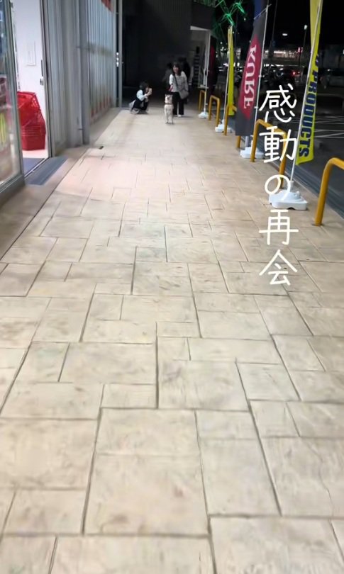 立ち上がる柴犬