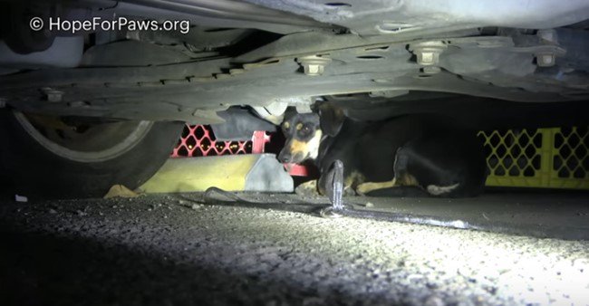 車の下に隠れる犬