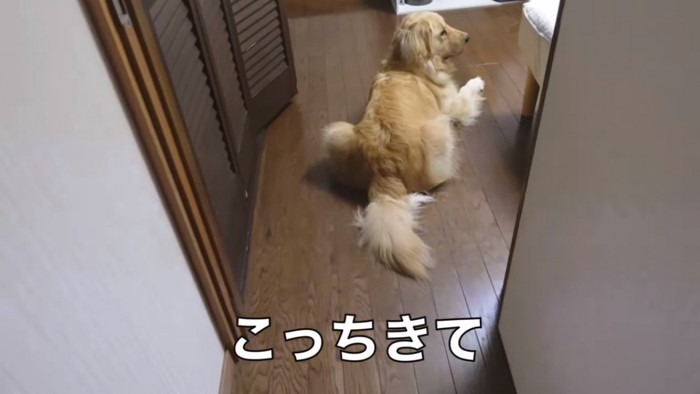 その場を動かないイブくん