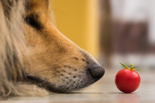 犬とトマト