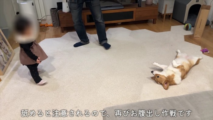 やっぱりお腹を見せる作戦！！