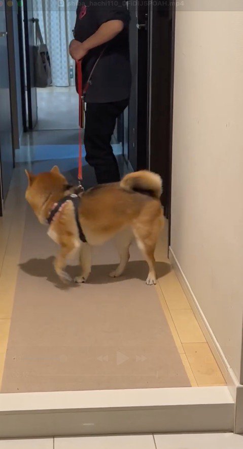 飼い主をふり返る犬