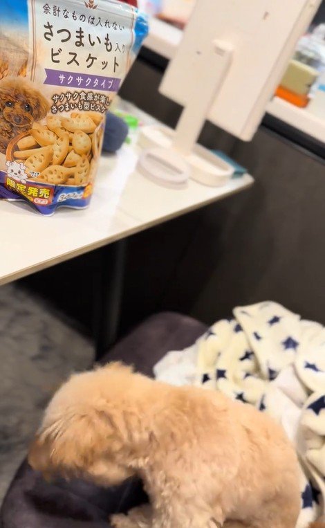 くまちゃんに「おやつほしいの？」と聞いたら6