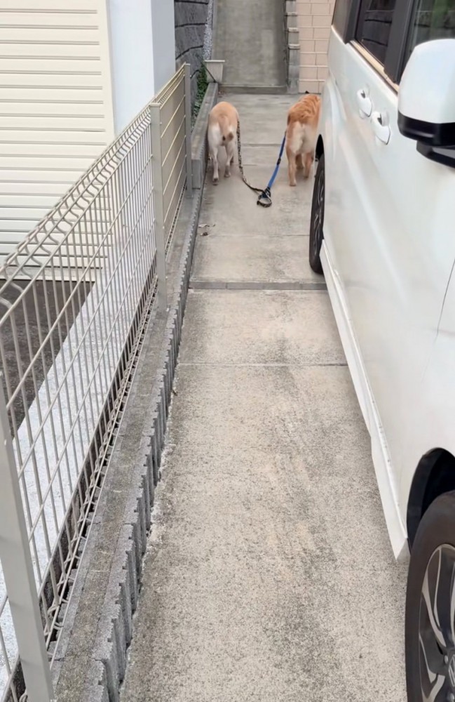 歩いていく大型犬