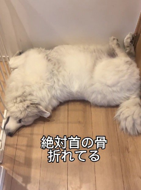 ぎゅっと挟まって眠ったり…