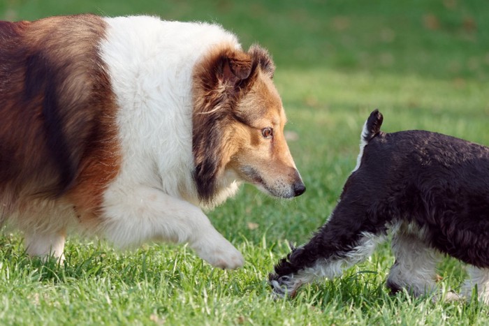 犬のおしりを嗅ぐ犬