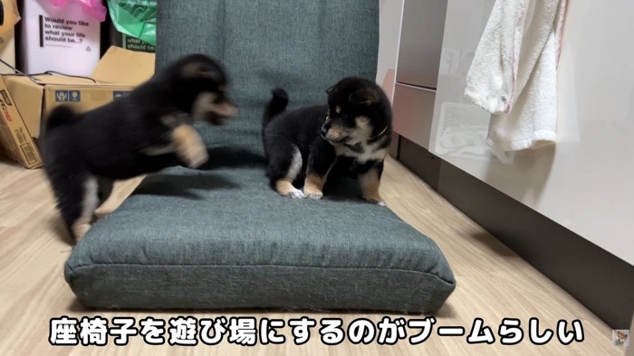 ワンプロ開始！