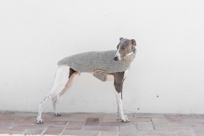 グレーの犬服を着て立っているウィペット