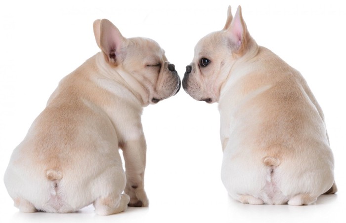 向かい合ってニオイを嗅ぐ2頭の子犬