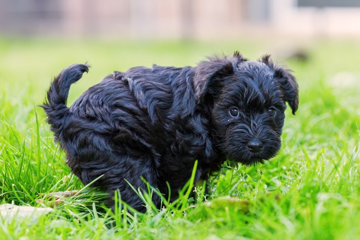 ウンチしようとしている黒い子犬