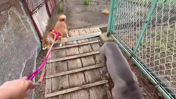 お散歩って楽しいかも…
