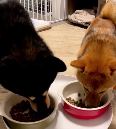 ご飯を食べる2匹の柴犬