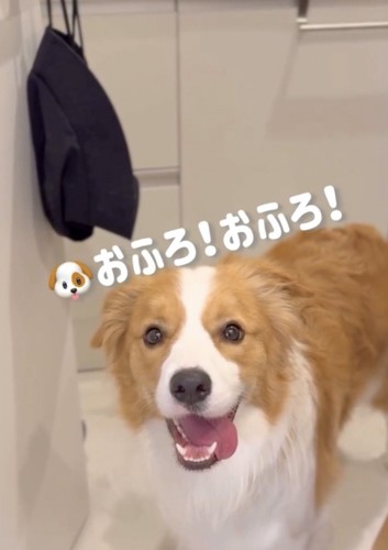 笑顔で洗面所に来た犬