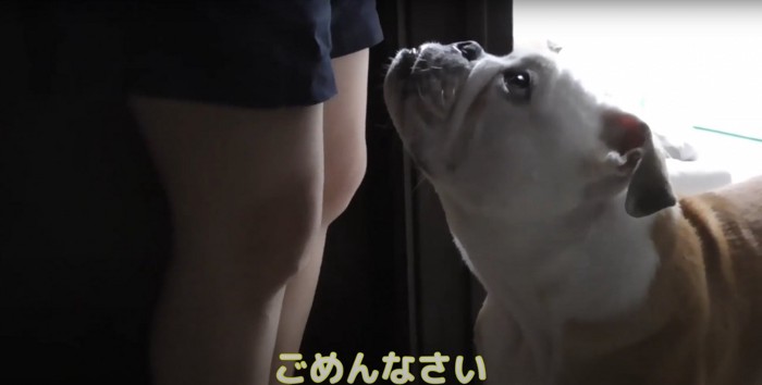 飼い主を見上げる犬の横顔