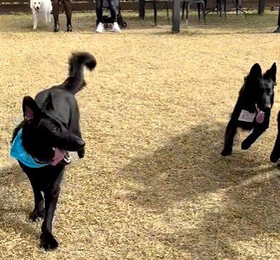 ドッグランで走り回る犬
