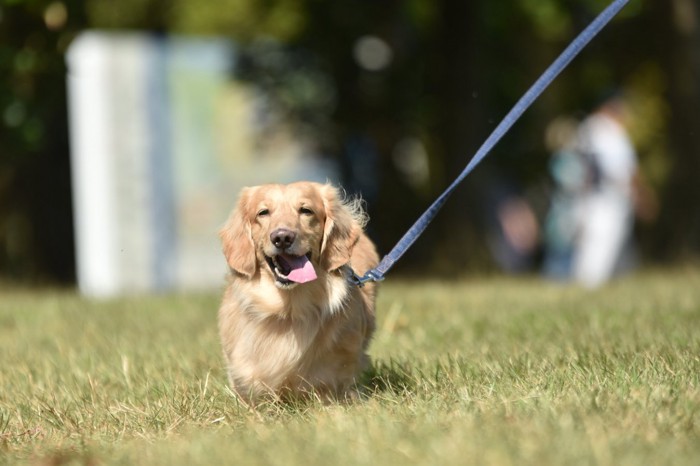 散歩する犬