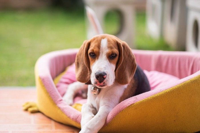 ペットベッドからこちらを見つめる犬