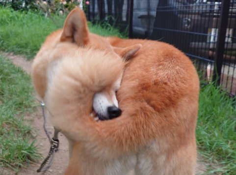 柴犬