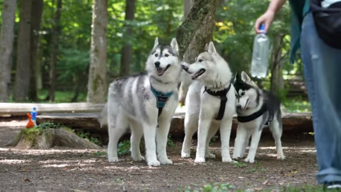 3匹のハスキー犬