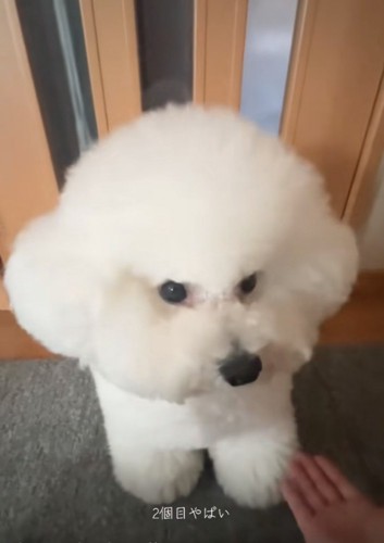 犬に手を差し出す