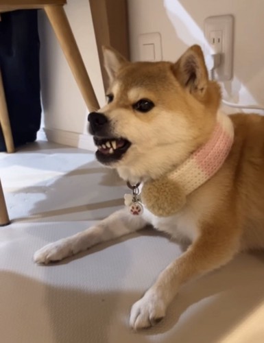威嚇する犬1