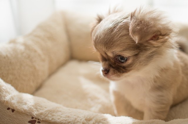 しゅん…とした子犬 チワワ