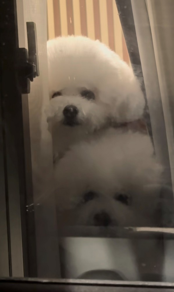 縦に並んで見つめる犬たち