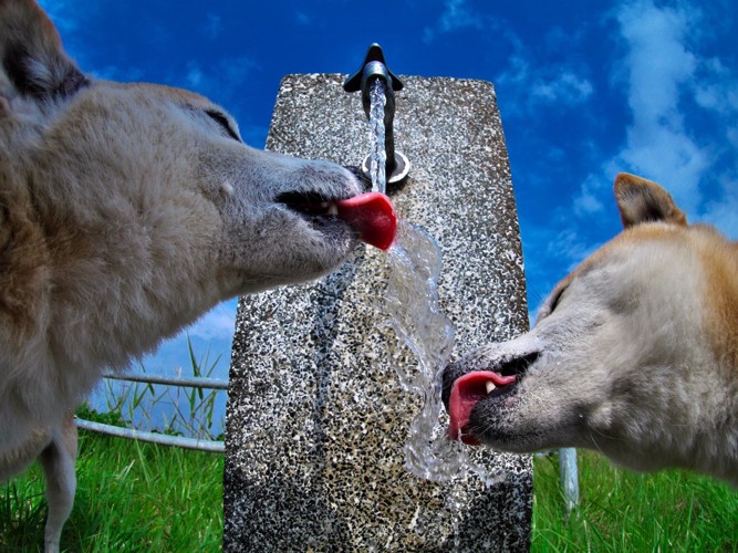 犬 水道水