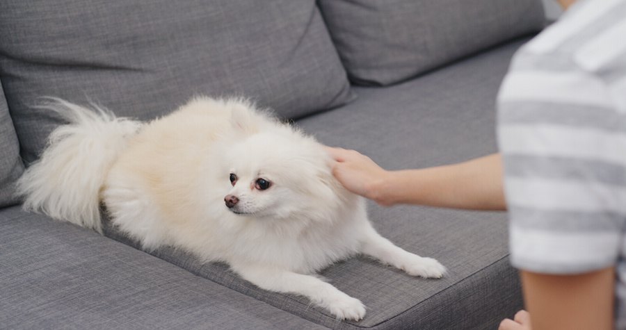 撫でられている横を向いた白い犬