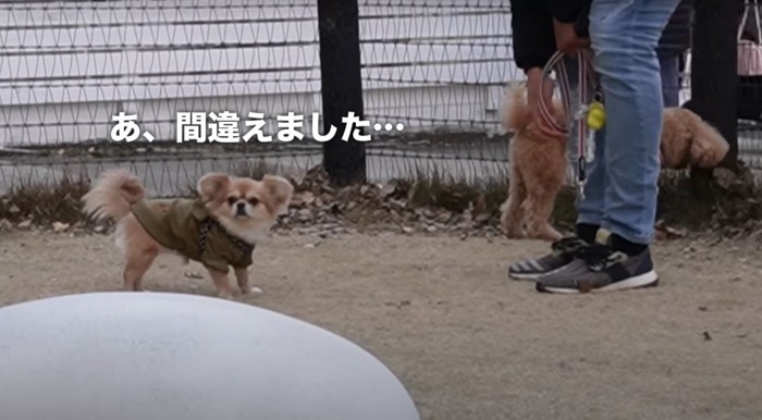 間違えましたという犬