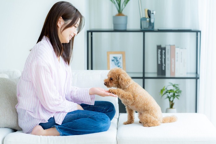 オテ、トイプードル